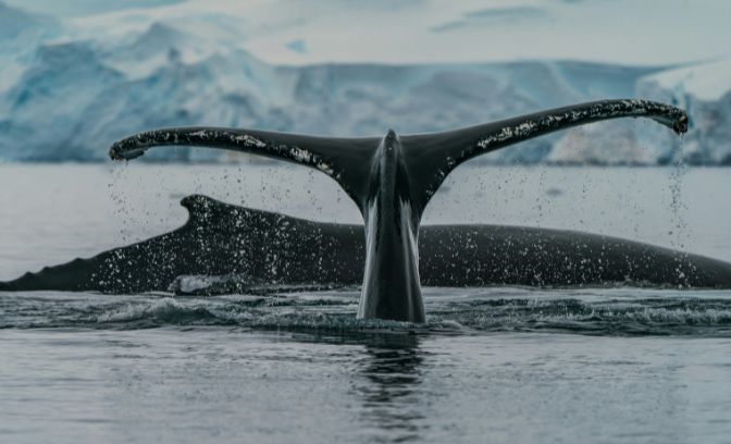 Walvisstaart bij Antarctica